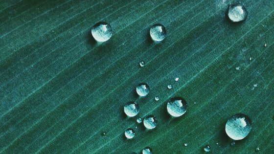 Wassertropfen auf grünem Pflanzenblatt